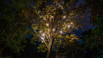 Obraz premium Long Exposure Lights in Tree at Night