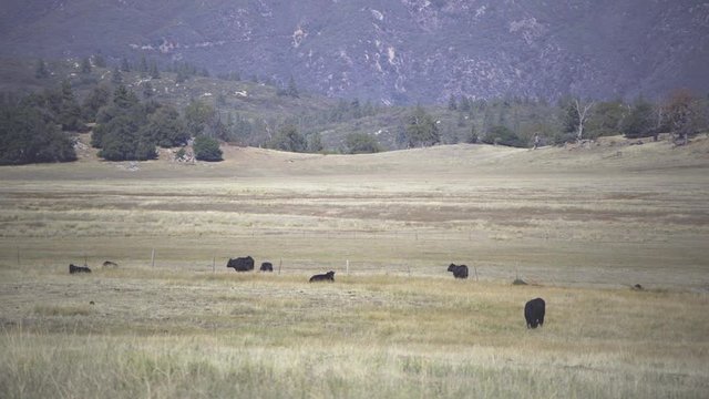 Cows in a grassy field on top of a mountain in fall with mountains and trees in the background