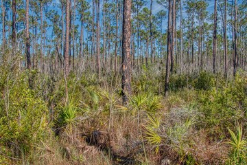 Everglades National Park is located in Southern Florida