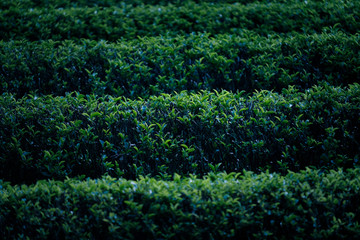 Obraz premium 和束町の茶畑