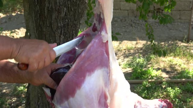 Muslim People Preparing Slaughtering Cows During Eid Al-Adha Al Mubarak,