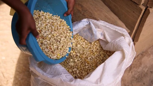 Corn maize poured from plastic pail into large bag.