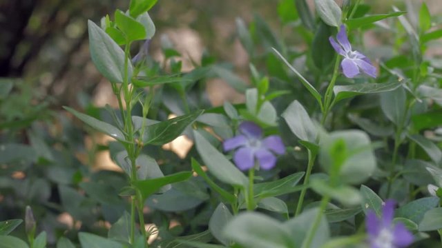 Purple flower in Autumn