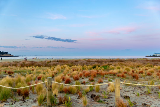 The sand dunes planted with colourful plants and tussocks against the evening sunset at Caroline Bay in Timaru, New Zealand