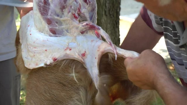 Muslim People Preparing Slaughtering Cows During Eid Al-Adha Al Mubarak,