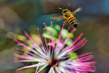 bee