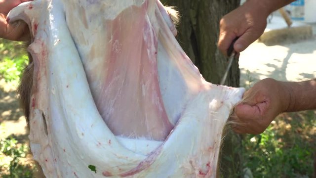 Muslim People Preparing Slaughtering Cows During Eid Al-Adha Al Mubarak,