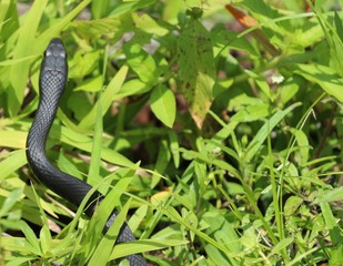 Black Racer Snake in the Grass