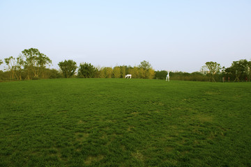 landscape with green field and trees