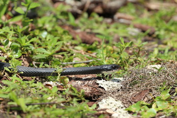 Snake Slithering Through the grass
