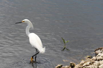 Florida Bird Wildlife 