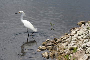 Little White Egret in the Lake 
