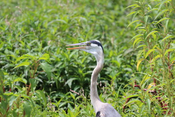 Profile Portrait of a Blue Heron Bird 