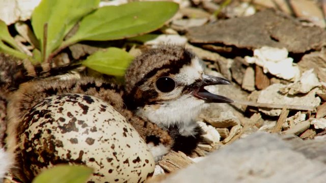 A small kildeer chick is calling its parents. Beside it, there is an egg still not hatched.