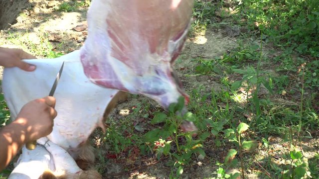 Muslim People Preparing Slaughtering Cows During Eid Al-Adha Al Mubarak,