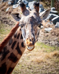 Smiling Giraffe-1761