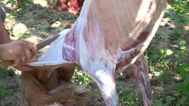 Muslim People Preparing Slaughtering Cows During Eid Al-Adha Al Mubarak,