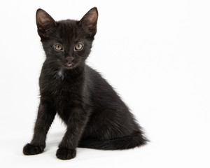Black Kitten