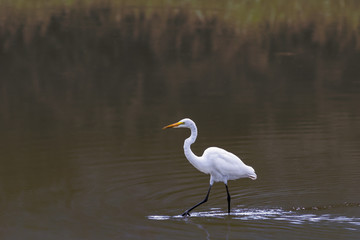 Great Egret Wading