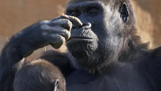 Western lowland gorilla mother eating