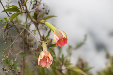 Pink flowers on the Machu Picchu mountain, Peru