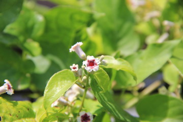 ヘクソカズラの小さな花(宮城県)