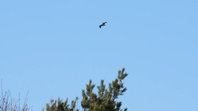 Buzzard gliding in blue sky over pines in slow motion