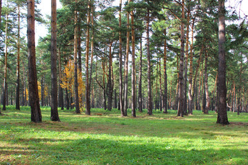 Coniferous forest in early autumn