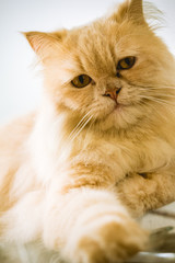 Persian cat portrait with yellow hair and yellow eyes
