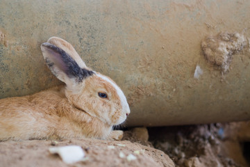 rabbit, bunny pet
