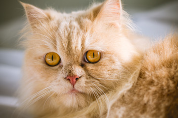 close up yellow persian cat of yellow hair and yellow eyes