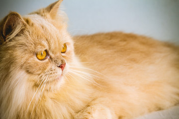 Persian cat portrait of yellow hair and yellow eyes