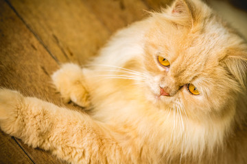 Persian cat portrait of yellow hair and yellow eyes on yellow background