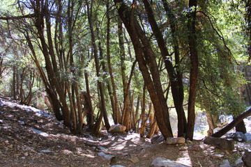 Tall Forest Trees Over Sunny Lake
