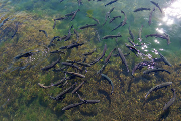 Rainbow trout at hatchery pond