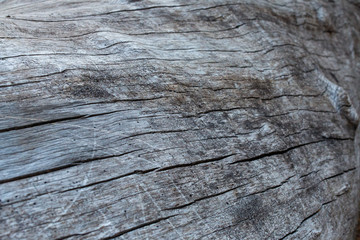 Obraz premium wood texture