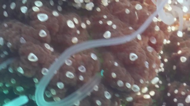 Cauliflower jellyfish tentacles and crown closeup HD