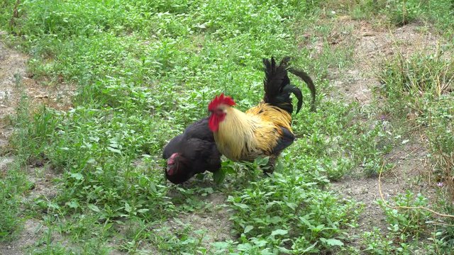 Cock Crowing, Chicken Rooster On A Countryside Road, Outside The Farm, Cockerel