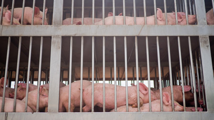 pig in the cage, animal farm