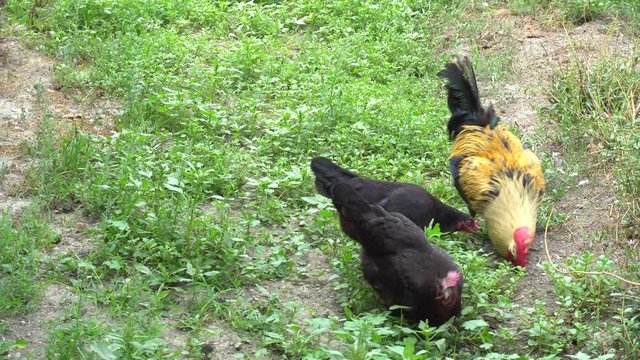 Cock Crowing, Chicken Rooster On A Countryside Road, Outside The Farm, Cockerel