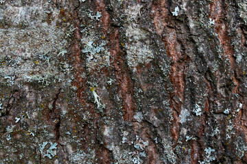 Oax bark texture