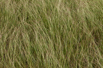 Wet Long Grass