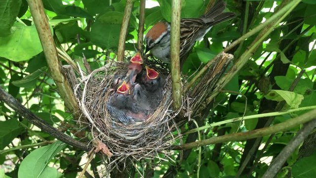 A chipping sparrow comes to feed its chicks with some insects.