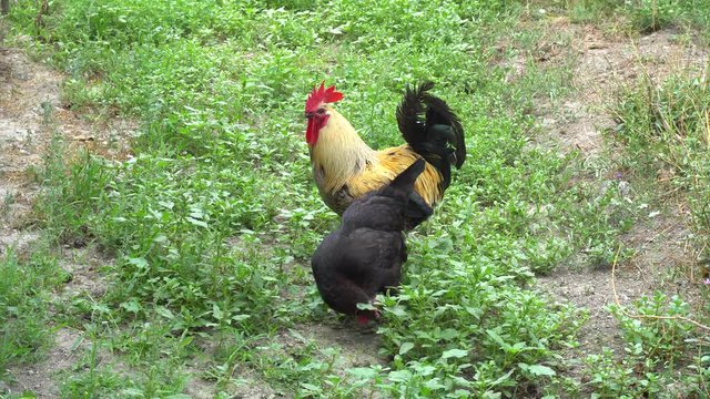 Cock Crowing, Chicken Rooster On A Countryside Road, Outside The Farm, Cockerel