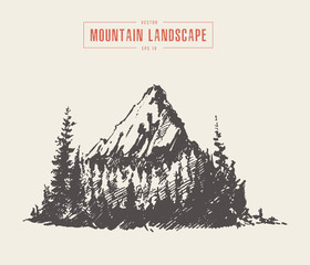 Vector mountain peak pine forest style hand drawn