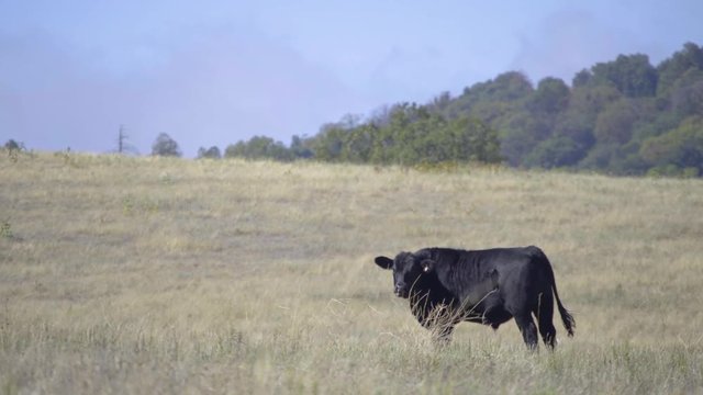 Cow in a grassy field on top of a mountain in fall with mountains and trees in the background of pasture