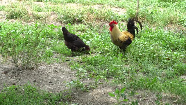 Cock Crowing, Chicken Rooster On A Countryside Road, Outside The Farm, Cockerel