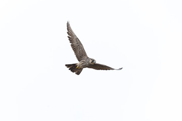 Flying Peregrine falcon