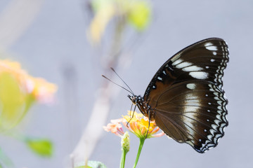 beautiful butterfly perch on the flower to suck honey in the garden