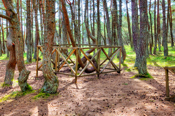 Kaliningrad region. Curonian Spit. Dune Round. Dancing forest